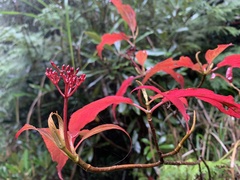 Viburnum urceolatum