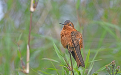 Aglaeactis cupripennis