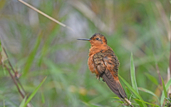 Aglaeactis cupripennis