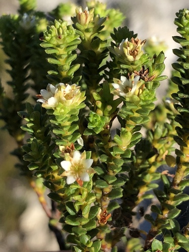 Diosma echinulata
