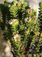 Diosma echinulata - Photo (c) Dave U, algunos derechos reservados (CC BY), subido por Dave U