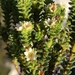 Diosma echinulata - Photo 由 Dave U 所上傳的 (c) Dave U，保留部份權利CC BY