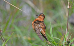 Aglaeactis cupripennis