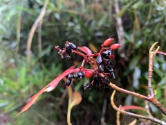 Viburnum urceolatum