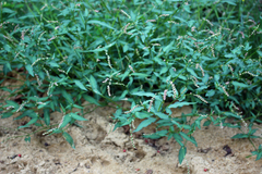 Persicaria
