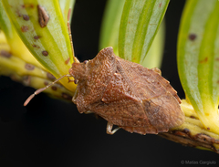 Lanopis rugosus