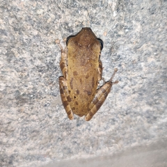 Polypedates maculatus