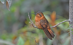 Aglaeactis cupripennis