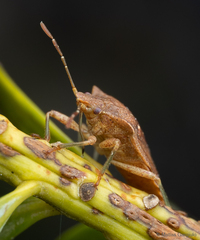 Lanopis rugosus