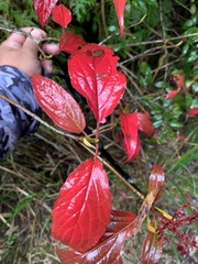 Viburnum urceolatum