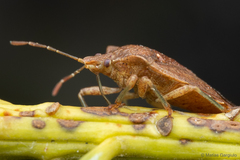 Lanopis rugosus