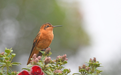 Aglaeactis cupripennis