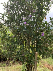 Brunfelsia