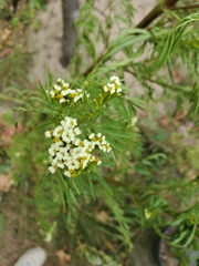 Tagetes minuta