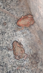 Uperodon taprobanicus