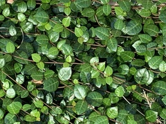 Trachelospermum