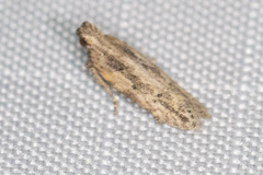 Hypatima