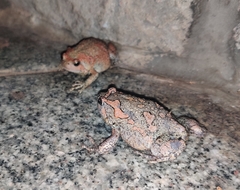 Uperodon taprobanicus