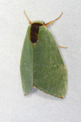Rosema dorsalis