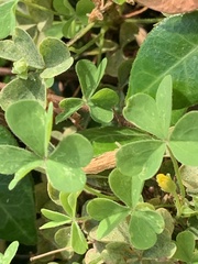 Trachelospermum