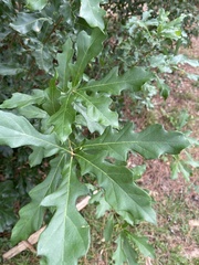 Quercus margaretiae