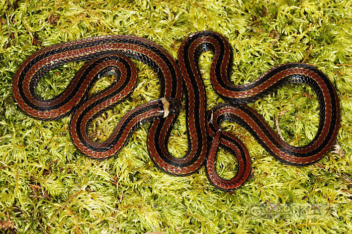 Taiwan Coral Snake