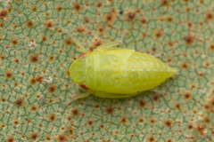 Chilenana