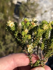 Diosma echinulata