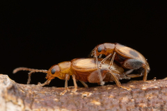 Protopsilapha signata