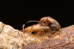 Protopsilapha signata