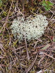 Cladonia subtenuis