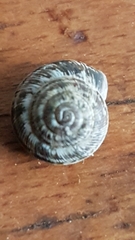 Xeroplexa intersecta