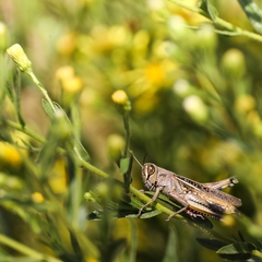 Eyprepocnemis plorans