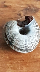 Xeroplexa intersecta