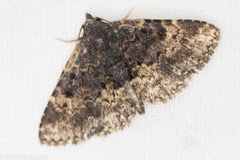 Metalectra diabolica