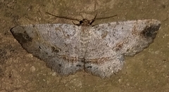 Melanolophia