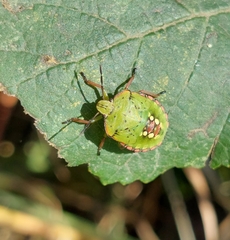 Nezara viridula