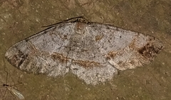 Melanolophia