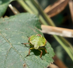 Nezara viridula