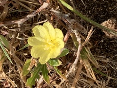 Oenothera laciniata