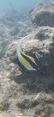 Zanclus cornutus