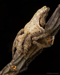 Nicolepeira bicaudata
