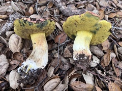 Butyriboletus querciregius