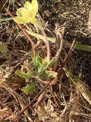 Oenothera laciniata