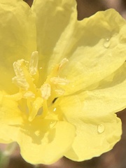 Oenothera laciniata