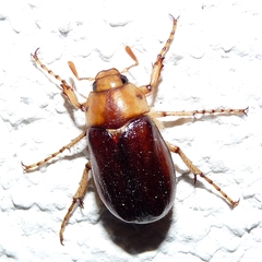 Rhizotrogus aestivus