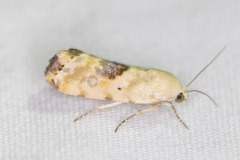 Ponometia libedis
