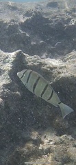 Acanthurus triostegus