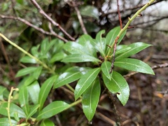 Pieris japonica taiwanensis