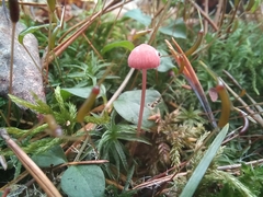 Mycena rosella